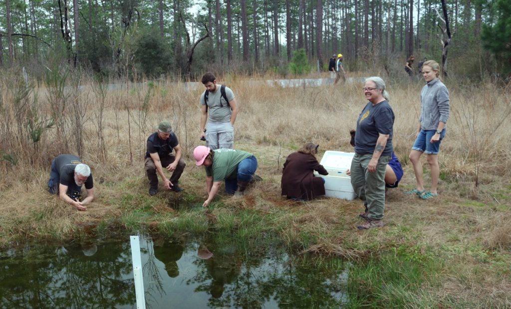 Coastal Plains Institute releases striped newts with volunteers and project partners.