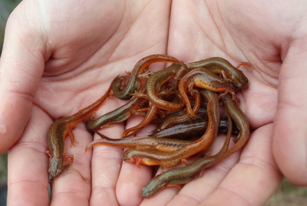 Hand full of striped newts.