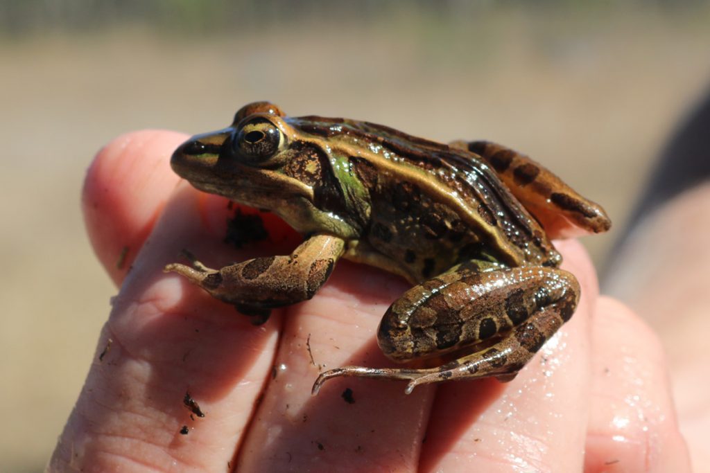 Southern Leopard Frog (Lithobates sphenocephalus) held up by Ryan Means.