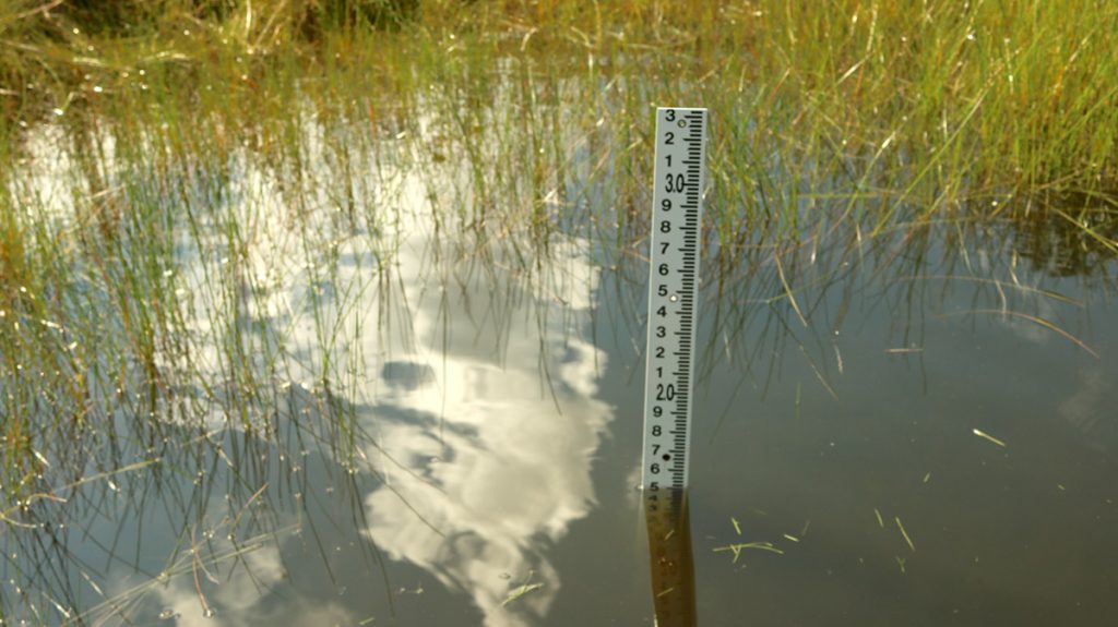 Rain gauge for striped newt repatriation pond in June, 2018.