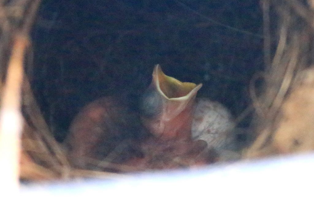 Carolina wren hatchling in nest, next to unhatched eggs.