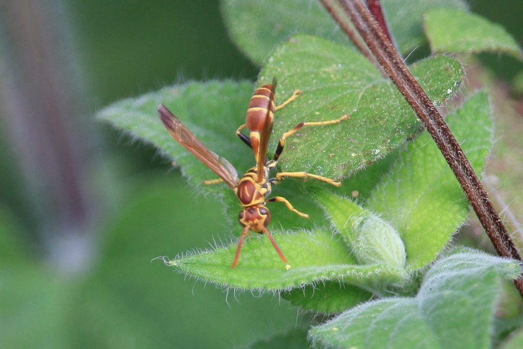 Mexican paper wasp (Mischocyttarus mexicanus).
