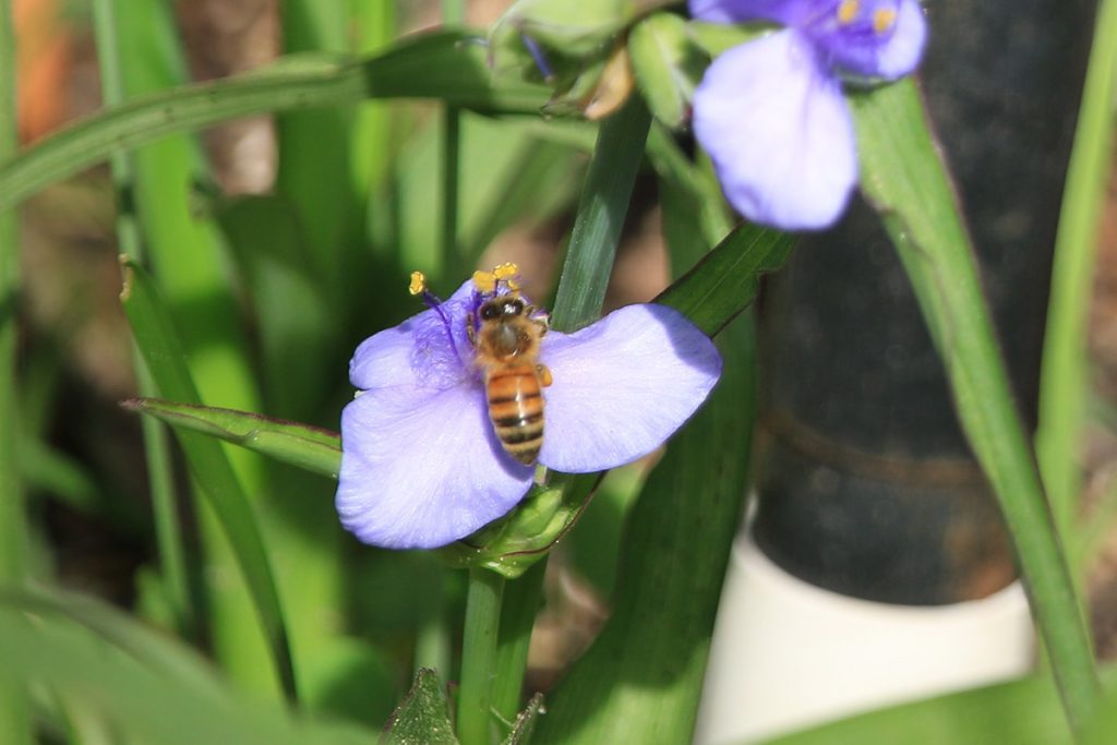 Honeybee on Ohio spiderwort.