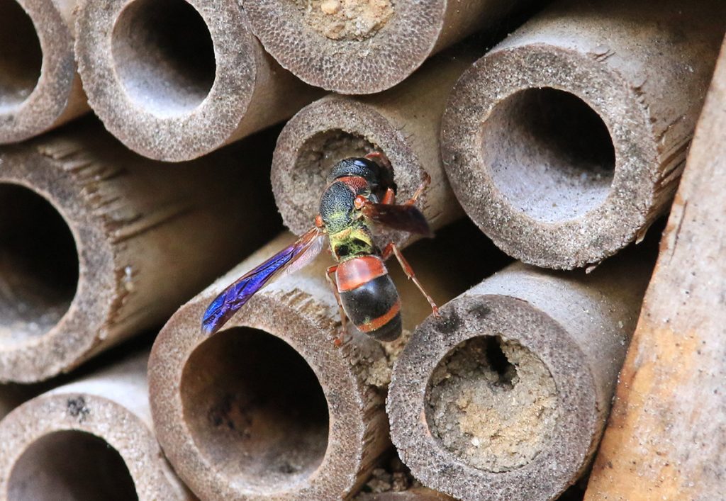Red-marked pachodynerus wasp (Pachodynerus erynnis) tending it's nest in this bee nest box.