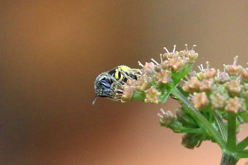 Small metallic sweat bee- likely subgenus Dialictus, on meadow parsnip flower.
