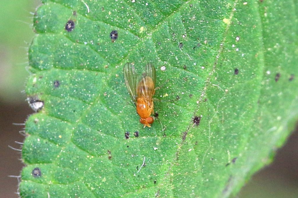 Small orange fly, likely a lauxaniid Fly.