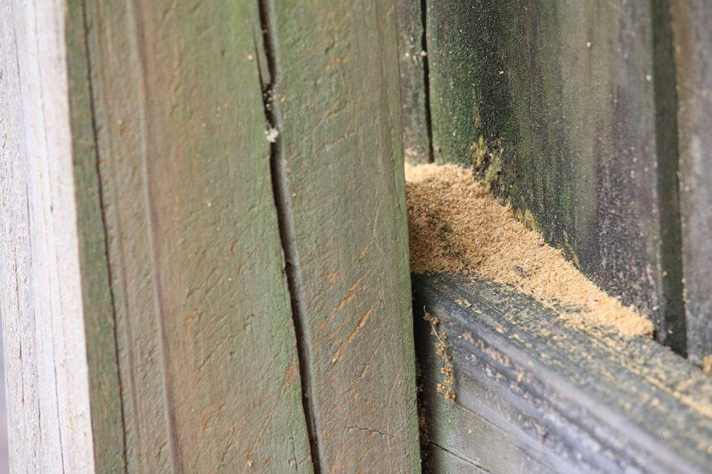 Sawdust likely created by a burrowing carpenter bee.