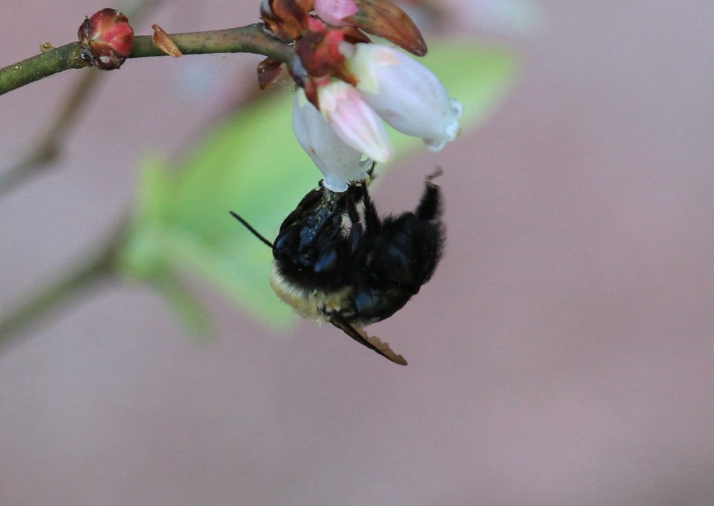 Bumblebee on blueberry flower.