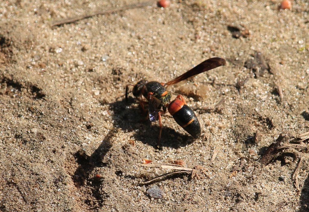 Red-marked pachodynerus wasp (Pachodynerus erynnis) searches for something in the dirt.