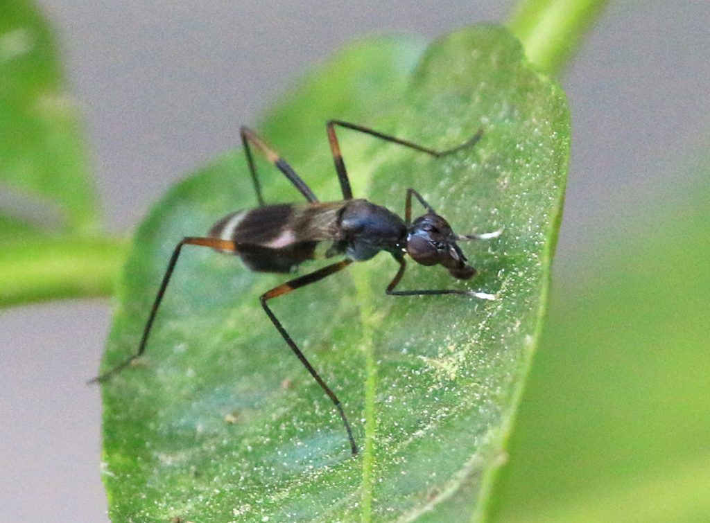 Taeniaptera trivittata, a stilt legged fly.