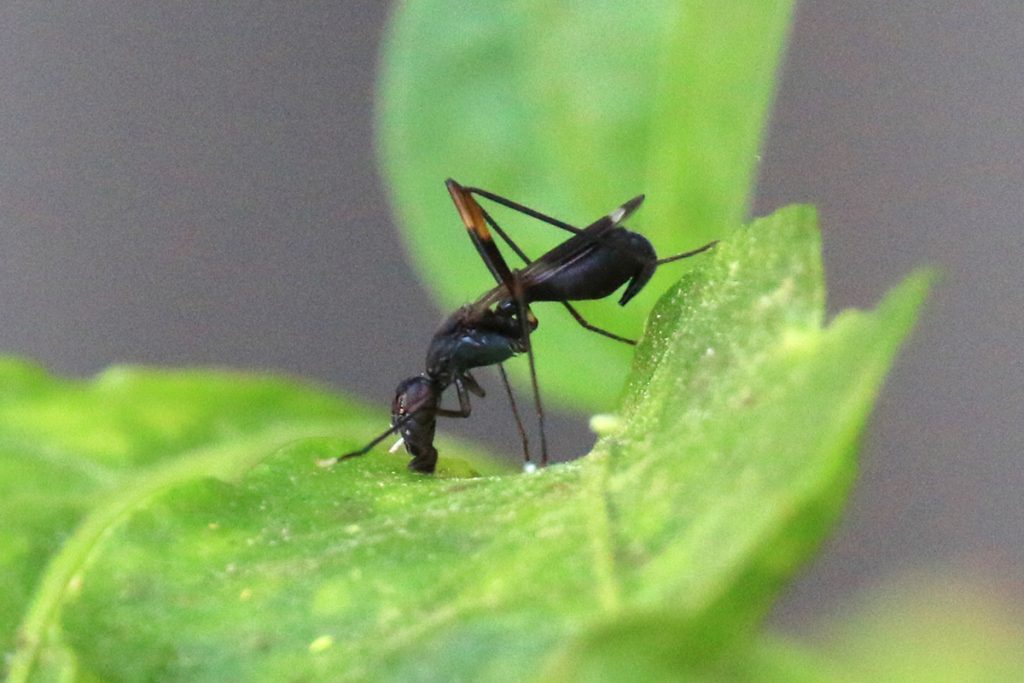 Taeniaptera trivittata, a stilt legged fly.