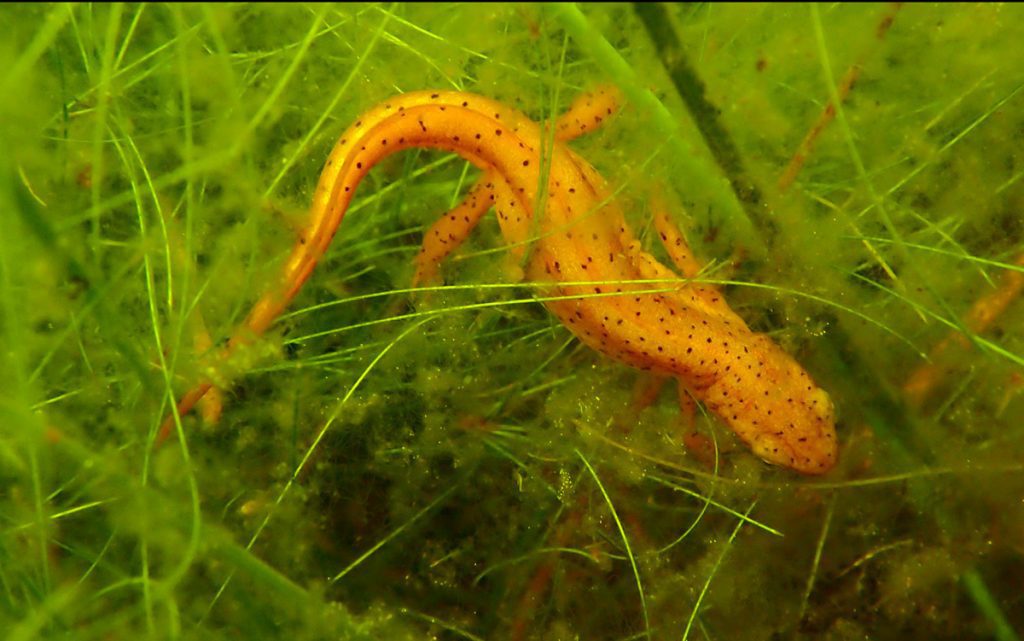 Striped newt in an ephemeral wetland.