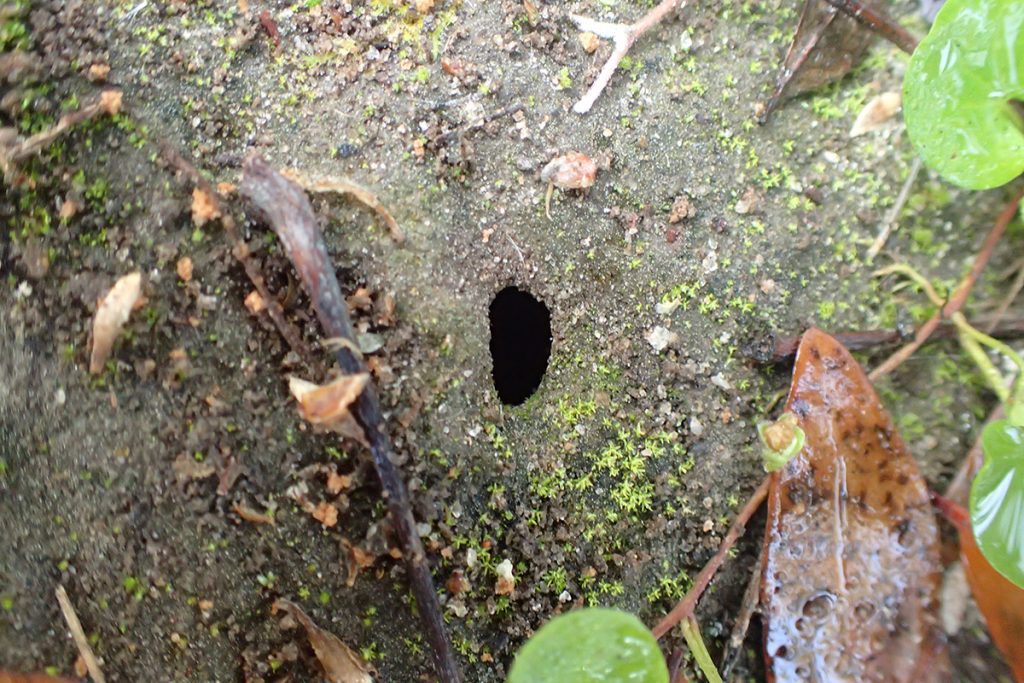 Large hole in the ground, possibly bee nest.