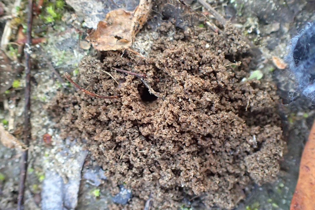 Mound of dirt with a large hole in it, perhaps a bee nest.