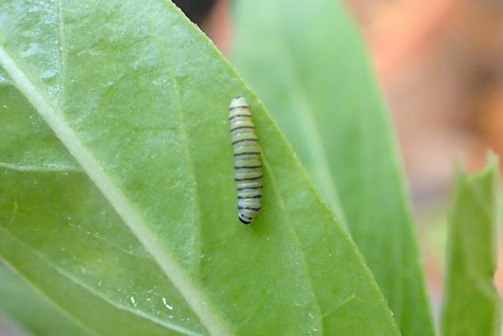 First instar monarch caterpillar under a milkweed leaf.
