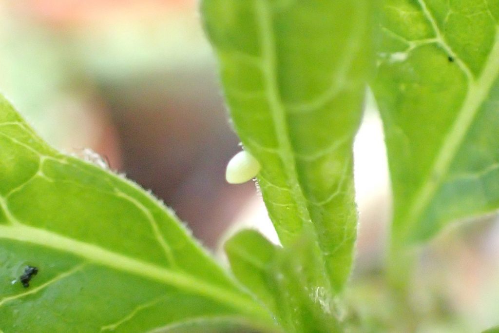 Monarch egg on milkweed.