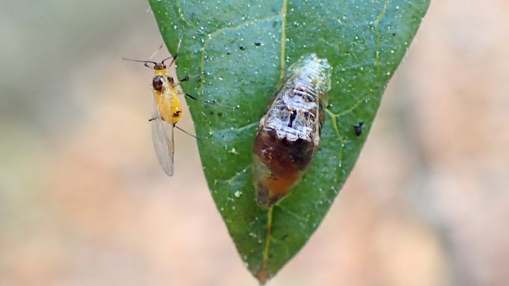 Syrphid larva next to a milkweed aphid on a milkweed leaf.