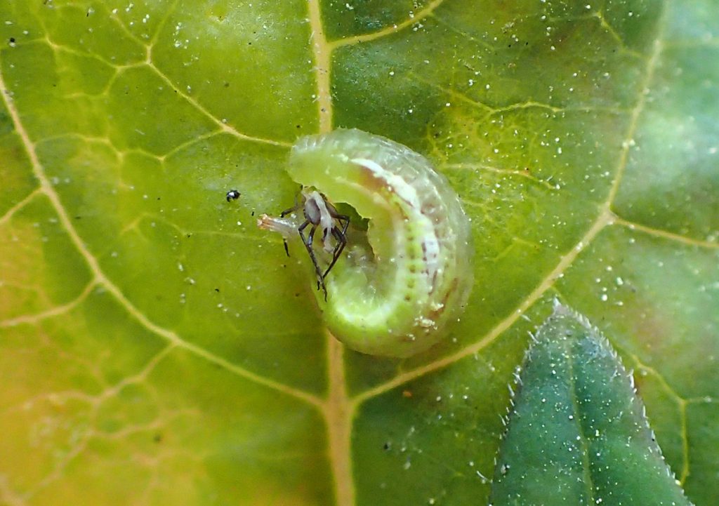 Syrphid larva eating milkweed aphid on a milkweed leaf.