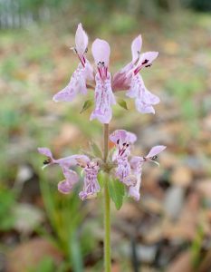 Florida hedgenettle (Stachys floridana) flowers.