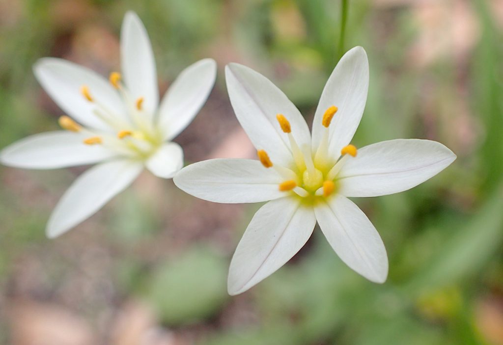 Crowpoison, aka false garlic (Nothoscordum bivalve), small white flowers with six petals.