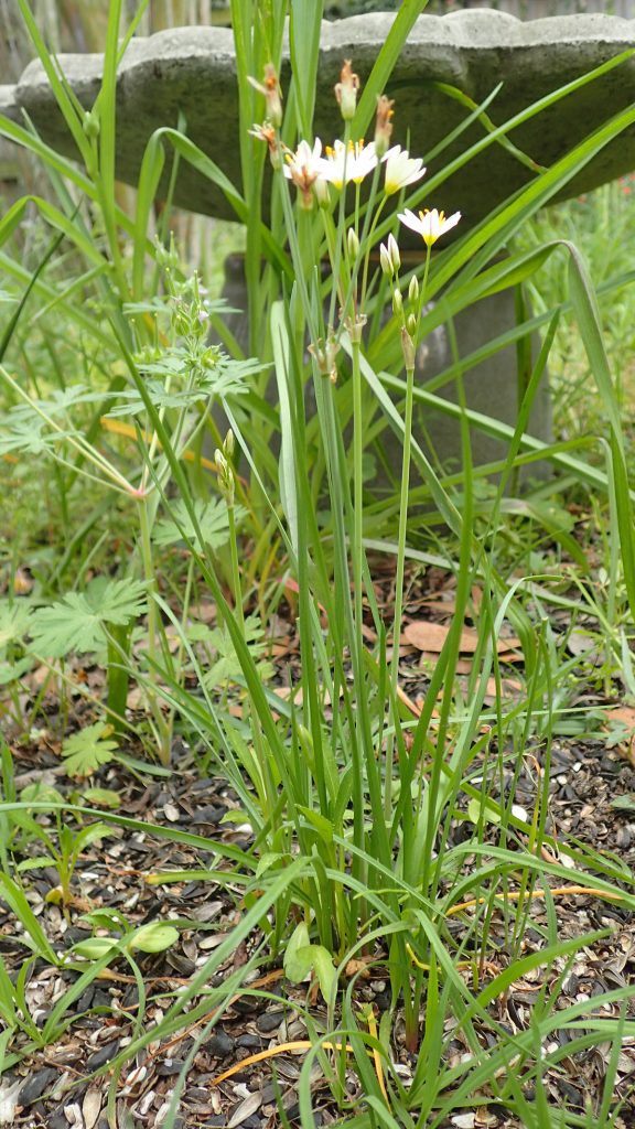 Crowpoison, aka false garlic (Nothoscordum bivalve)