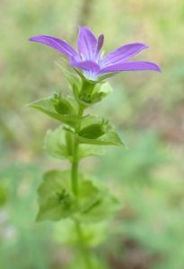 Clasping venus' looking glass (Triodanis perfoliata) flowers.