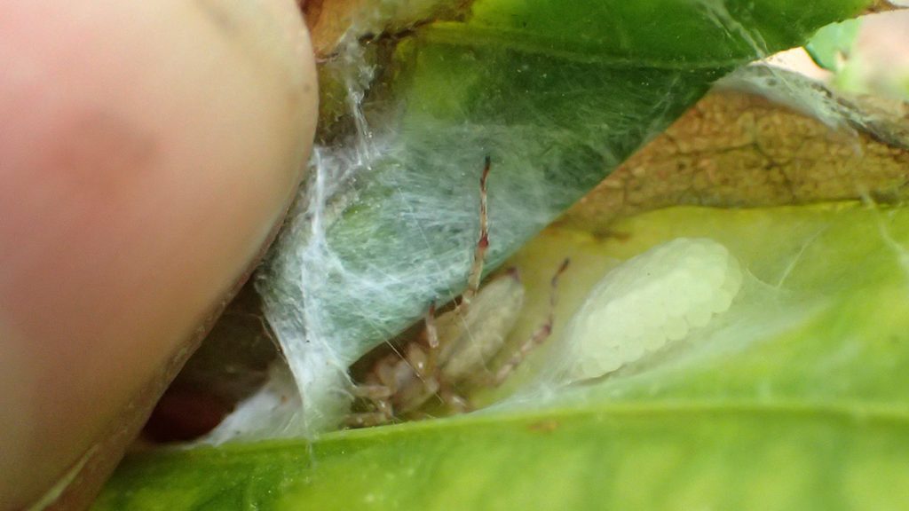 Spider with a cluster of eggs in a nest made by sealing two leaves together.