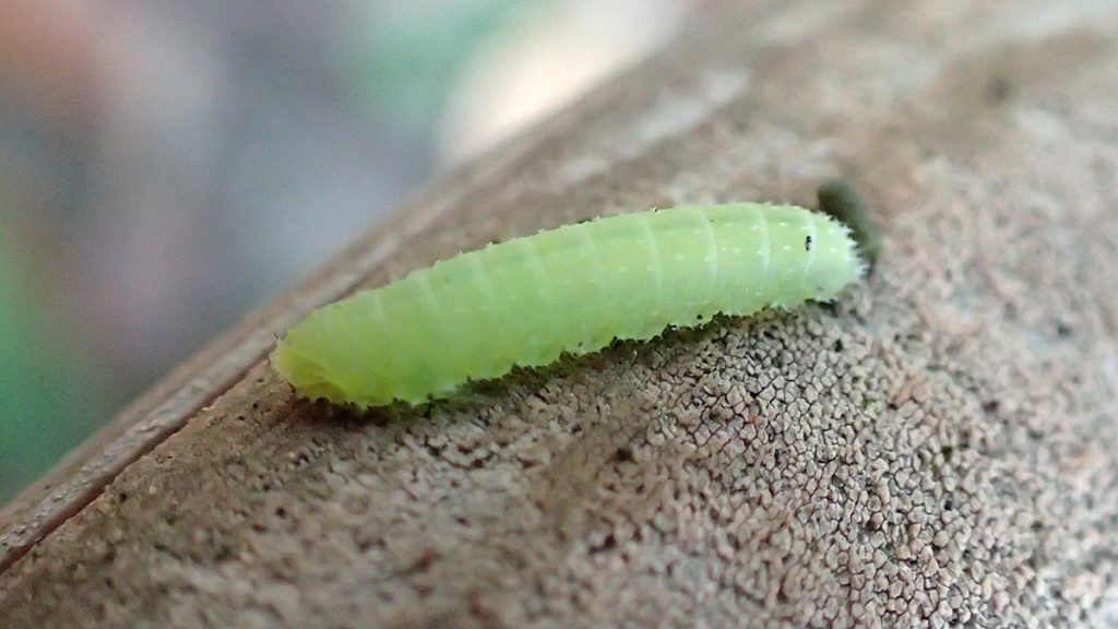 Small green caterpillar.