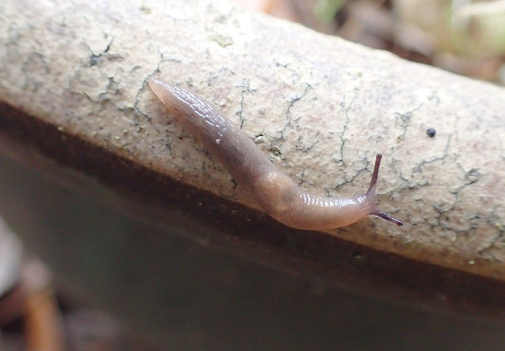 Slug on the rim of a pot.