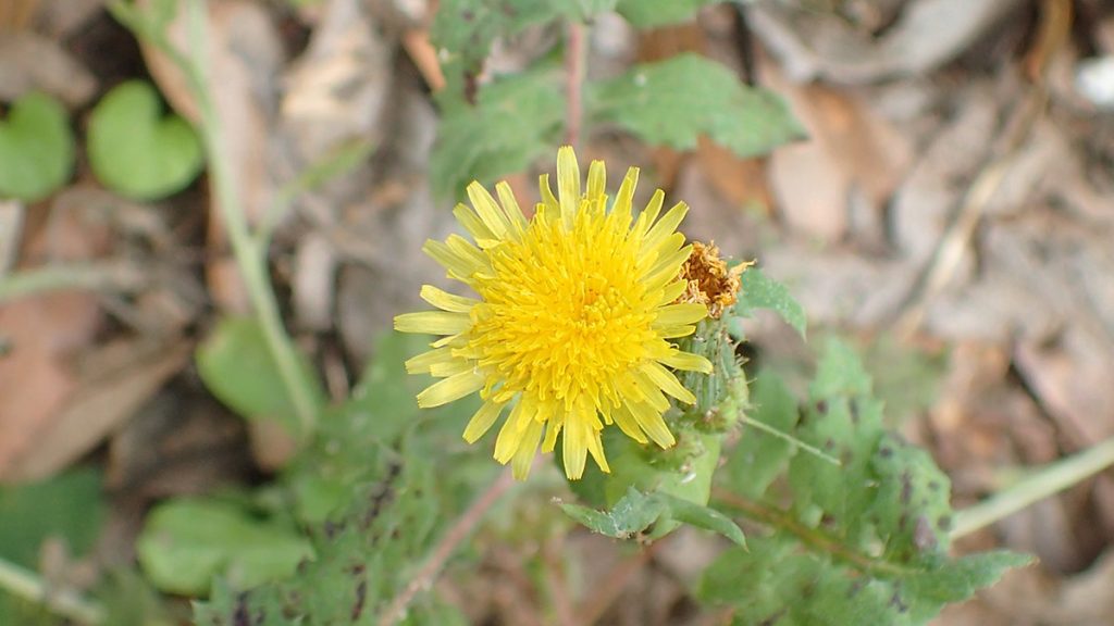 Sow Thistle (genus Sonchus), likely a sow thistle.