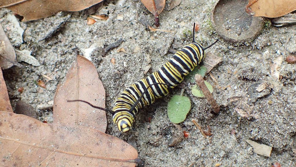 Wandering monarch caterpillar, likely a fifth instar in search of a spot to make a chrysalis.