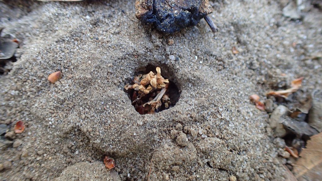 Insect nest in ground stuffed with oak pollen and other vegetation.
