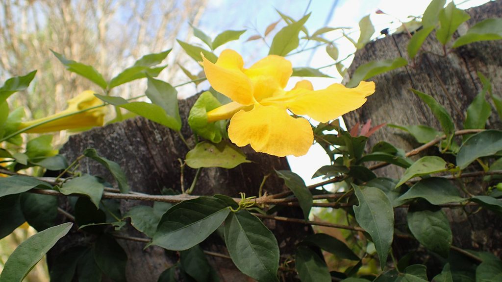Catclaw vine (Dolichandra unguis-cati) flower.