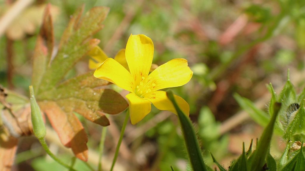 Yellow wood-sorrel (Oxalis stricta) flower.