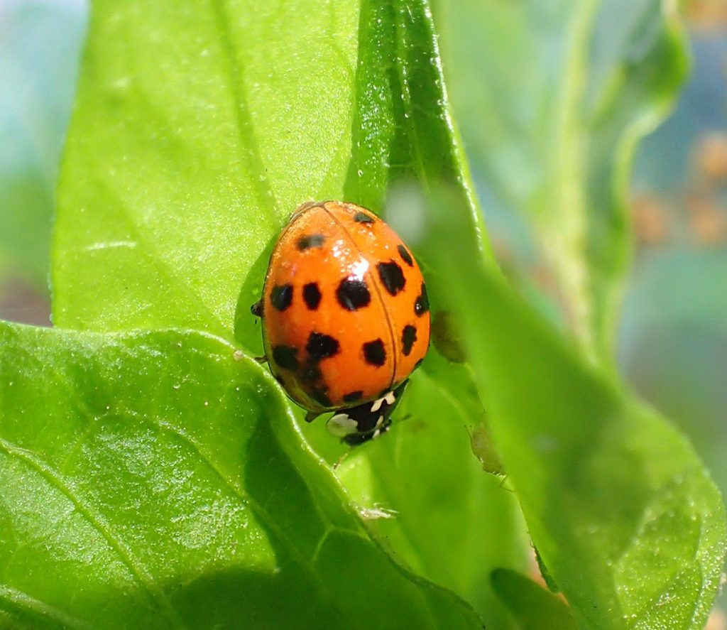 Asian ladybug on pepper plant leaf.
