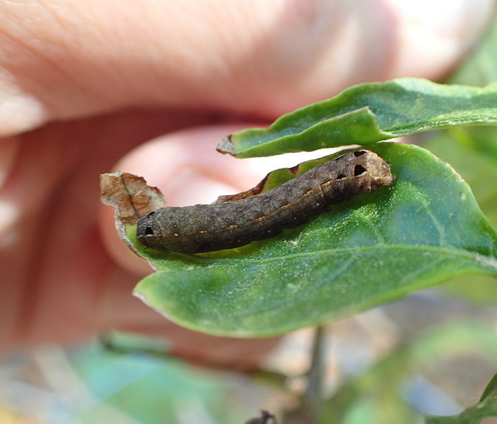 Armyworm on bell pepper leaf.