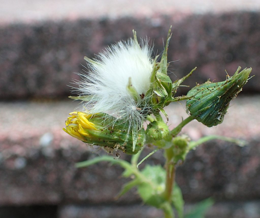 Sow thistle gone to seed, much like a dandelion does.