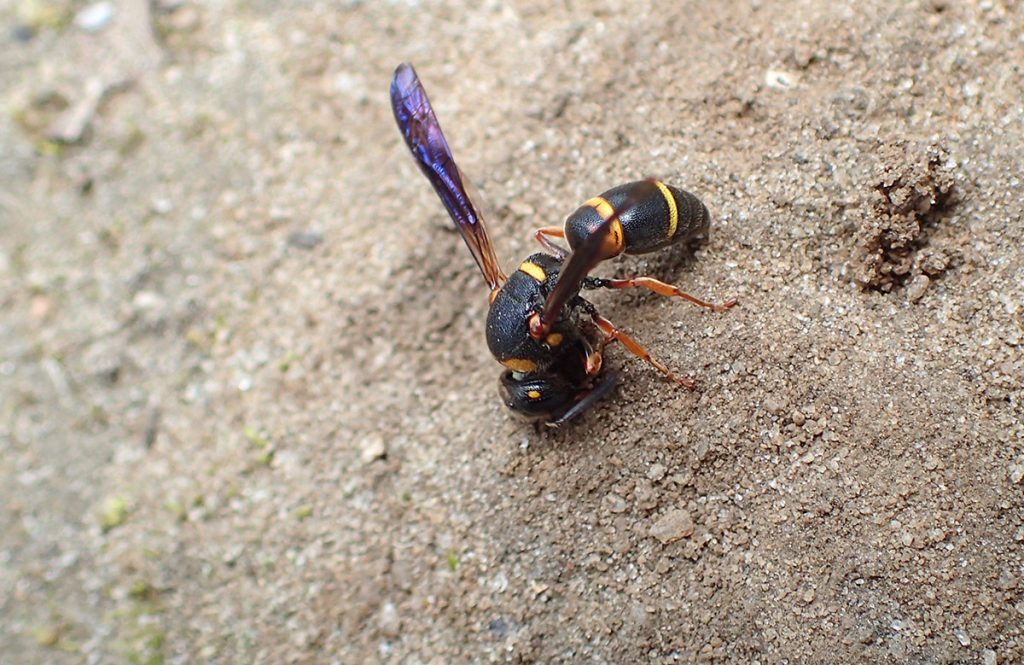 Euodynerus schwarzi, a mason wasp.