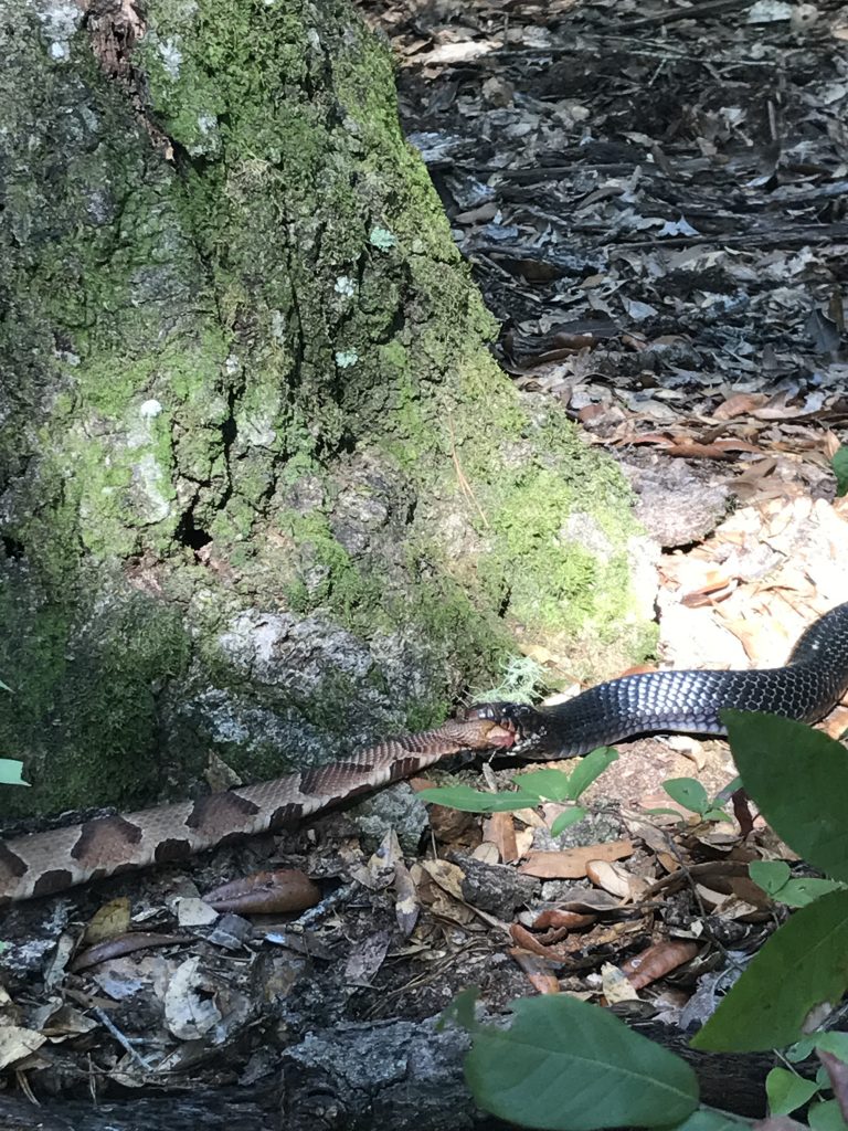 Indigo snake eats copperhead snake during an indigo snake release at the Apalachicola Bluffs and Ravines Preserve. Image provided by The Nature Conservancy of Florida.