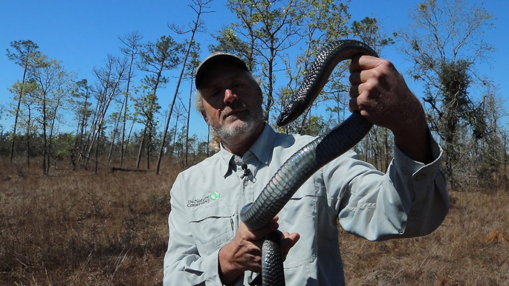 David Printiss holds up the indigo snake he just captured.