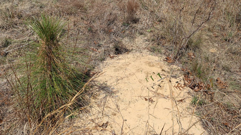 Gopher tortoise burrow with a wide, sandy apron.