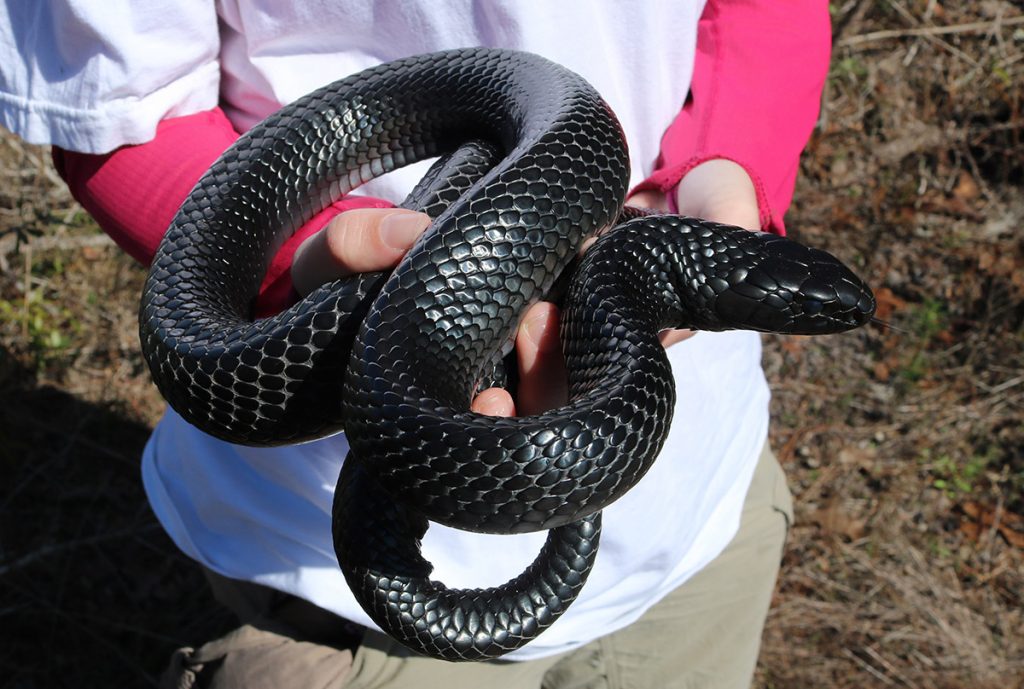 An eastern indigo snake (Drymarchon couperi).