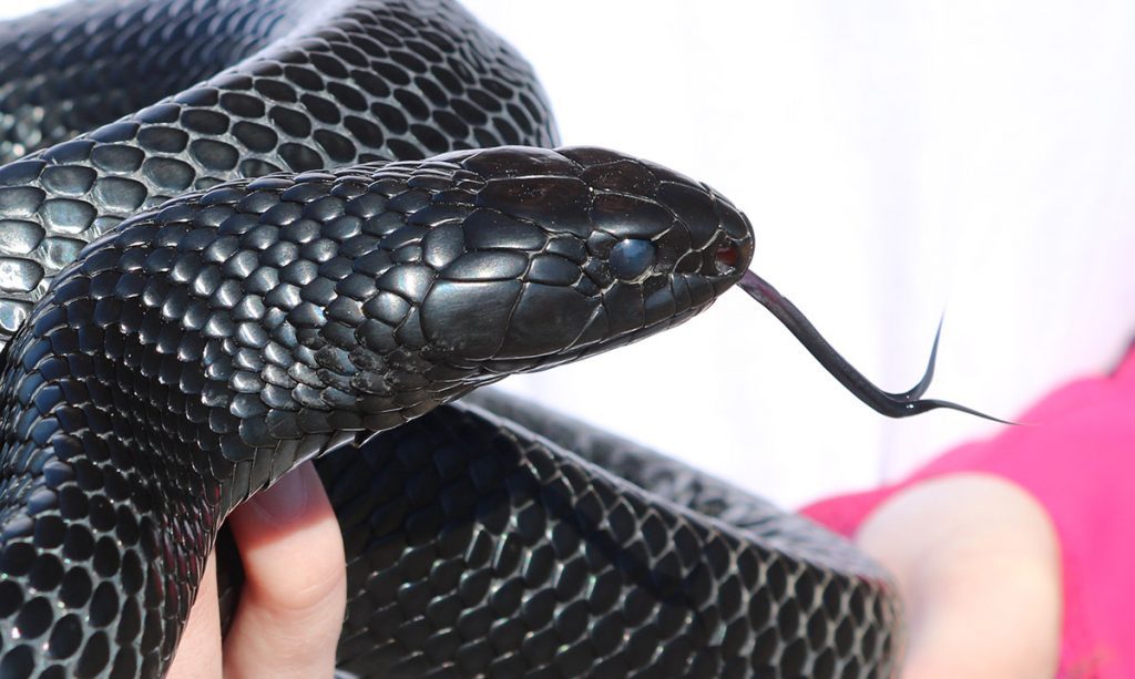 An eastern indigo snake (Drymarchon couperi). It's milky eyes are a sign that it will likely soon shed.