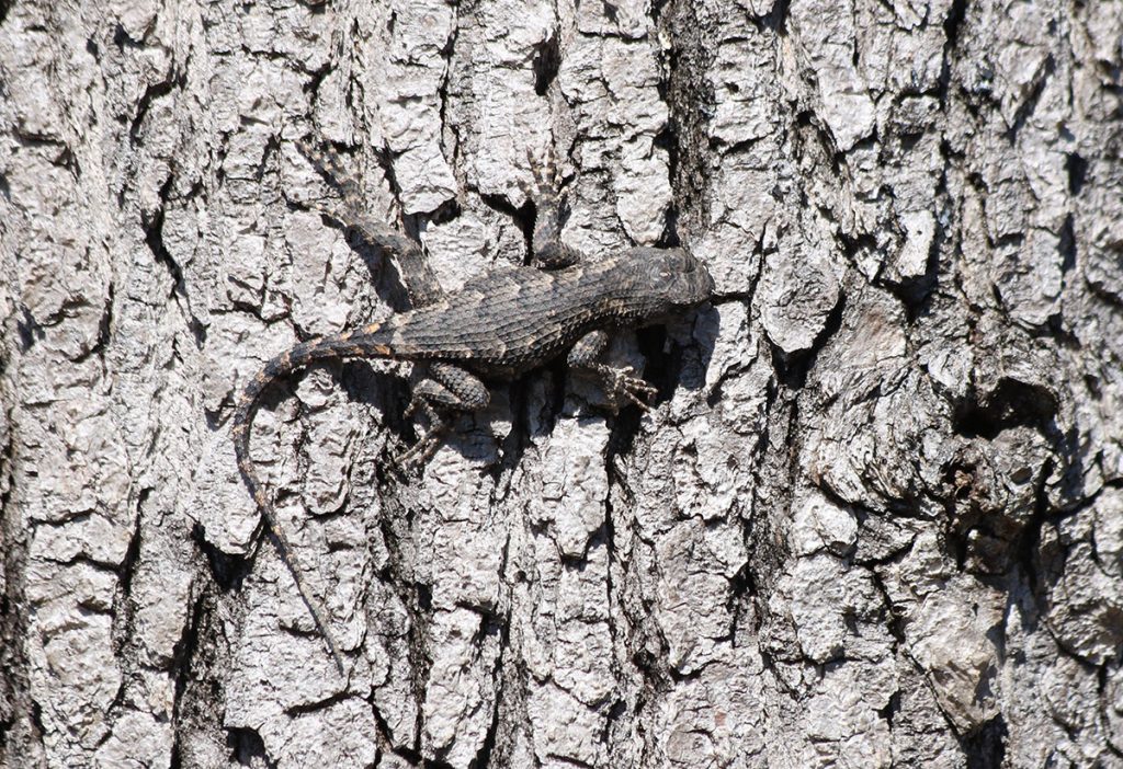An eastern fence lizard camouflages itself on the bark of a tree.
