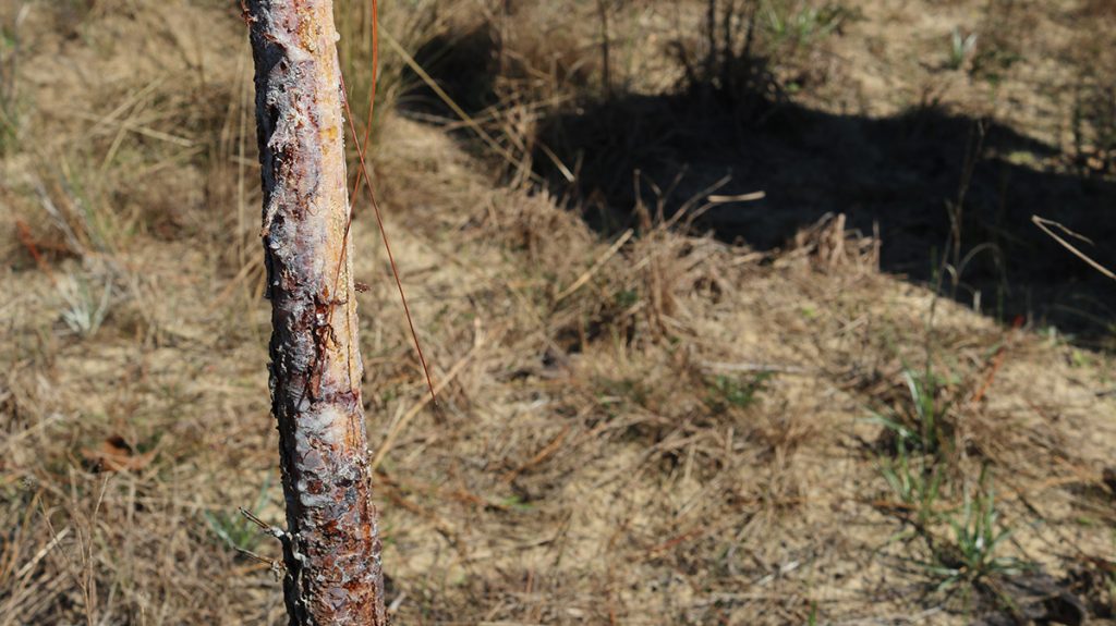 A young longleaf pine tree, its bark damaged by deer antlers.