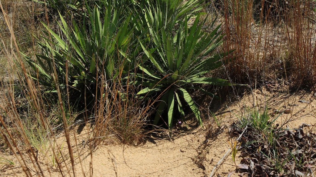 A gopher tortoise burrow obscured by Yucca filamentosa plants.