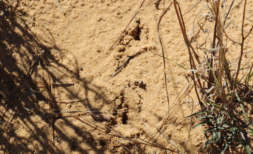 Mammal tracks on the apron sand of a gopher tortoise burrow.