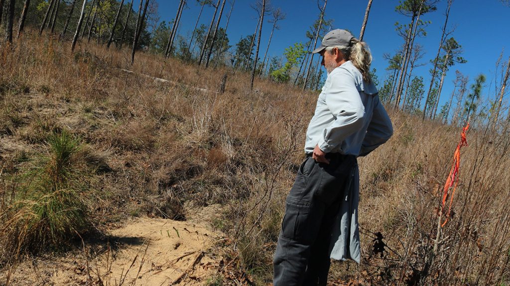 David Printiss looks over a gopher tortoise burrow at The Nature Conservancy's Apalachicola Bluffs and Ravines Preserve.