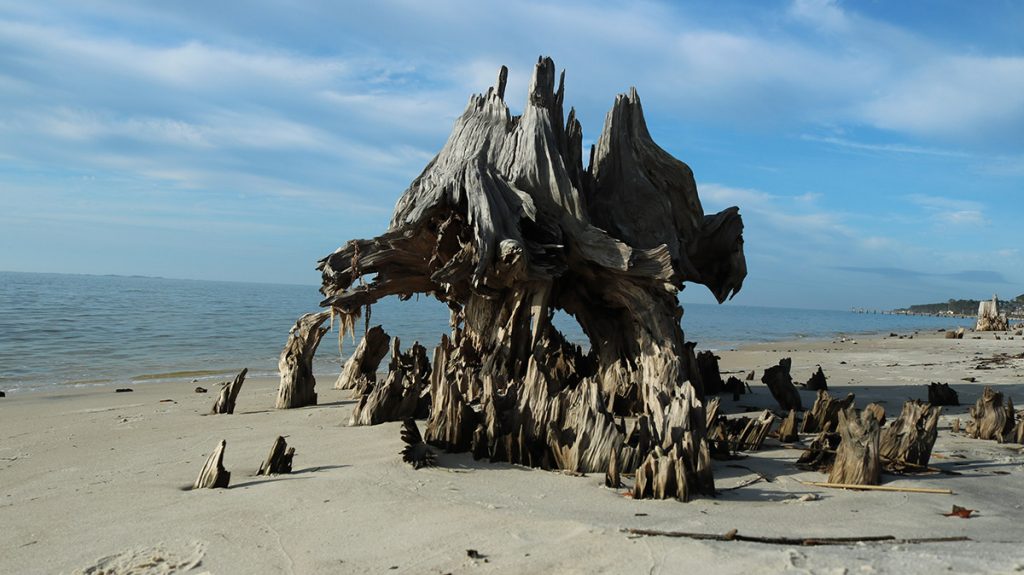 A large stump and the remains of roots on Carrabelle Beach.