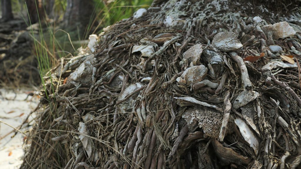 Oyster shells in the root system of a palm tree, exposed by erosion.  The palm tree had rooted in an oyster midden, a trash mound left by people inhabiting the island in the late Woodland period.